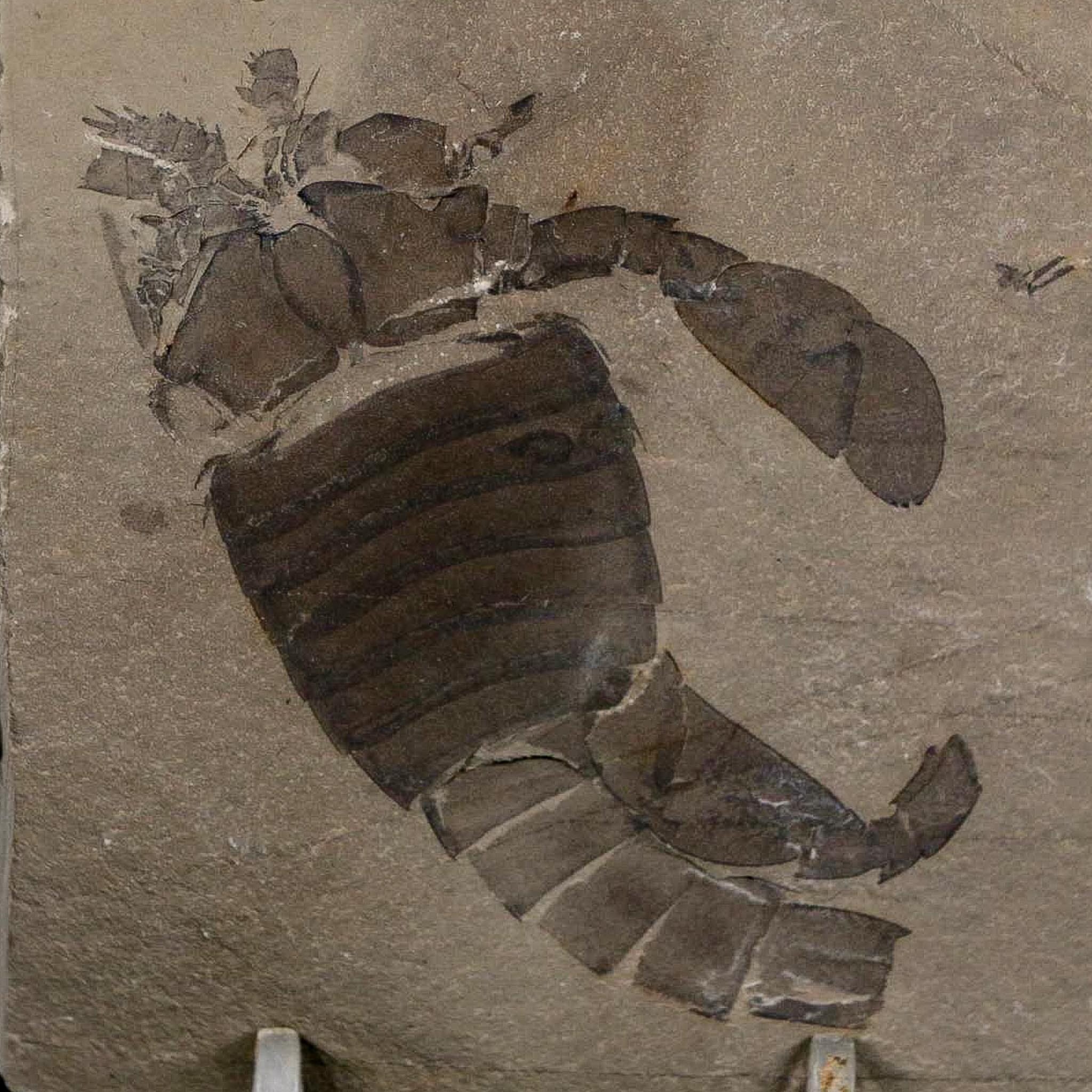 2.8" Eurypterus Sea Scorpion Fossil Eurypterid Silurian 420 Mil Yrs Old New York Stand - Fossil Age Minerals