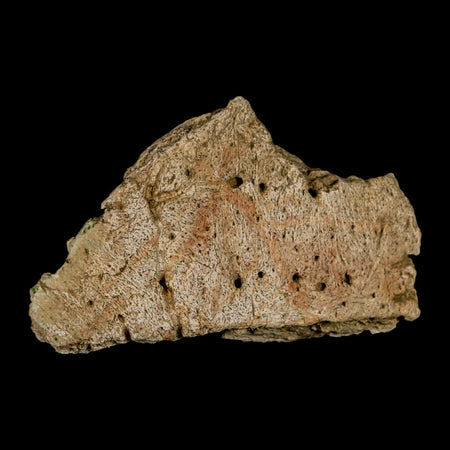 2.8" Ankylosaurus Fossil Skull Bone Lance Creek FM Cretaceous Dinosaur WY COA