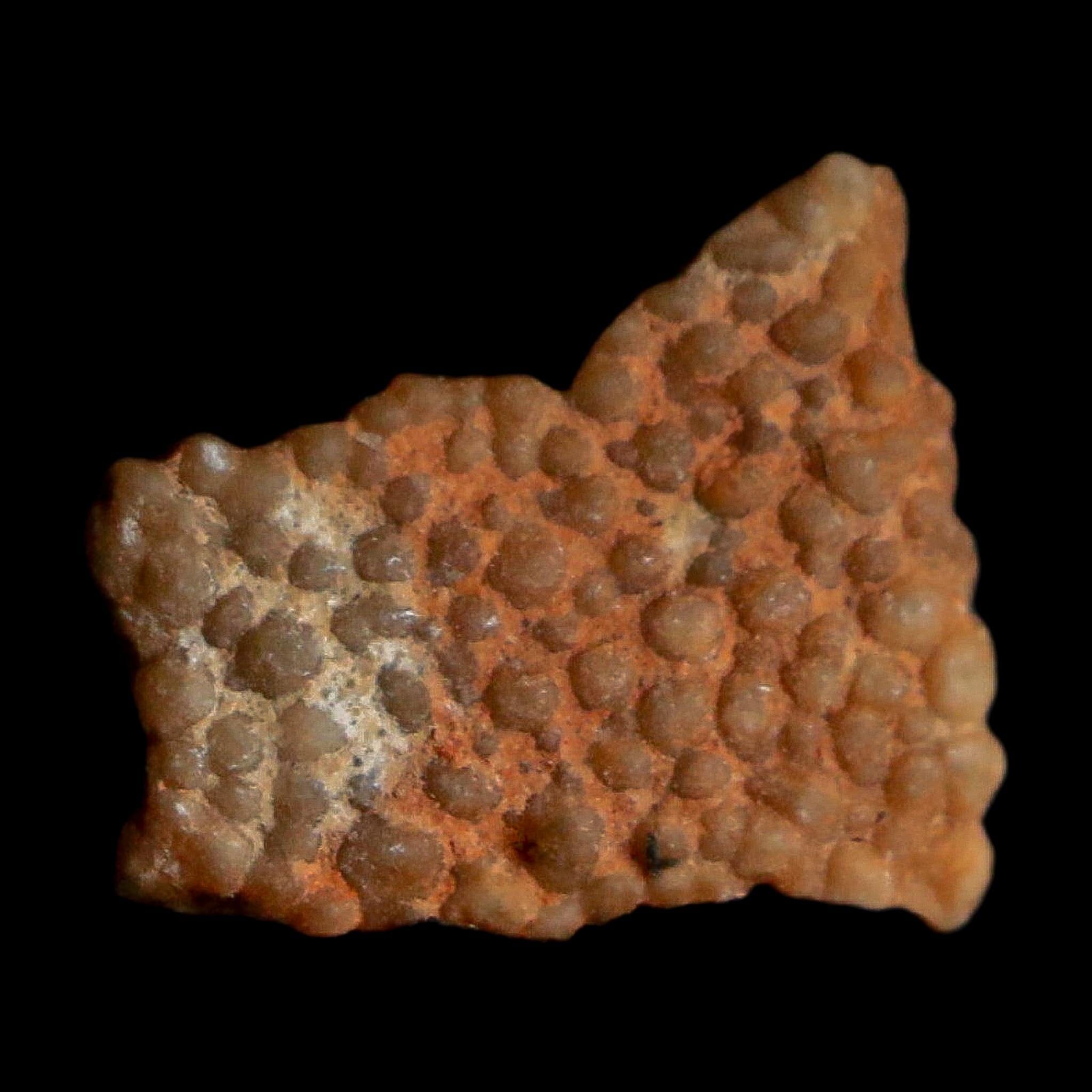 0.4" Megaloolithus Titanosaur Dinosaur Fossil Egg Shell Bouches Du Rhone France Display - Fossil Age Minerals