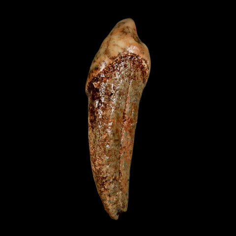 1.8" Extinct Cave Bear Ursus Spelaeus Incisor Tooth Rooted Pleistocene Age COA, Stand