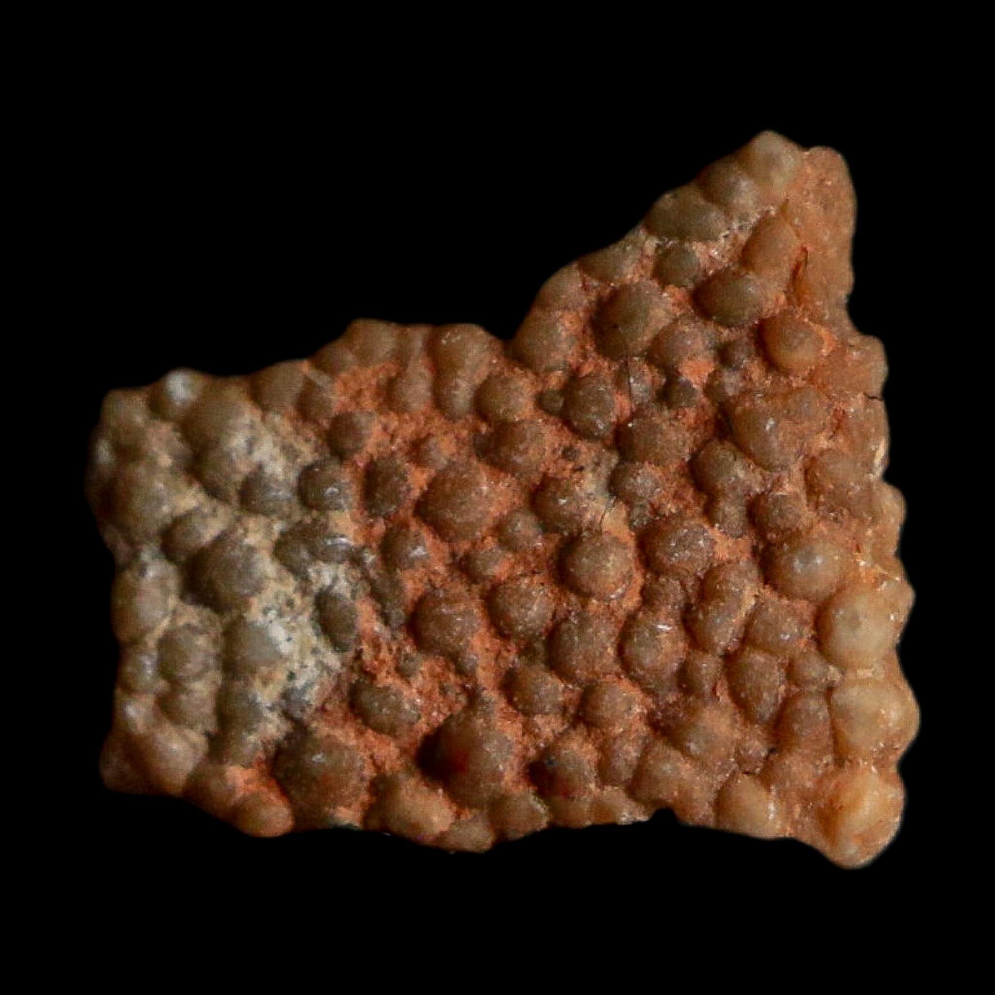 0.4" Megaloolithus Titanosaur Dinosaur Fossil Egg Shell Bouches Du Rhone France Display - Fossil Age Minerals