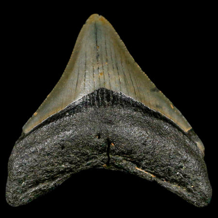 2.6" Quality Megalodon Shark Tooth Serrated Fossil Natural Miocene Age COA