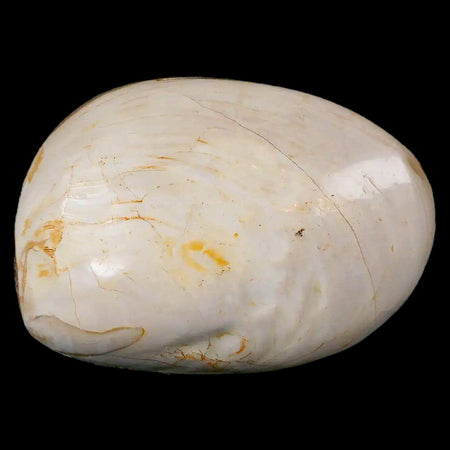 2.9" Clam Fossil Polished Jurassic Madagascar Bivalve Mollusk 150 Million Years Old