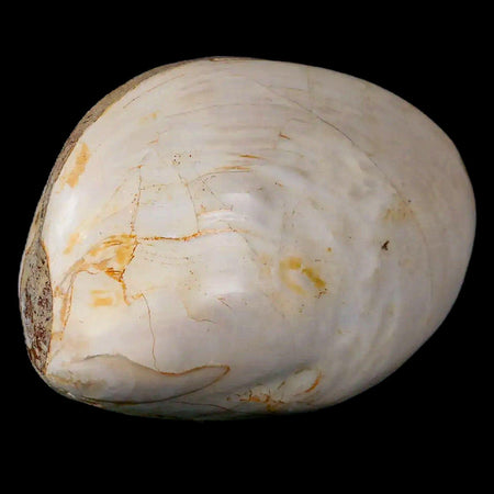 2.9" Clam Fossil Polished Jurassic Madagascar Bivalve Mollusk 150 Million Years Old