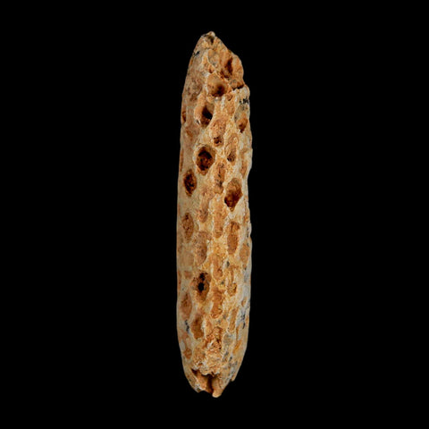 XXL 2.5" Fossil Pine Cone Equicalastrobus Replaced By Agate Eocene Age Seeds Fruit - Fossil Age Minerals