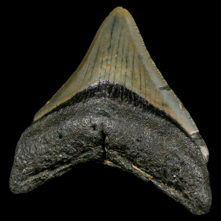 2.6" Quality Megalodon Shark Tooth Serrated Fossil Natural Miocene Age COA