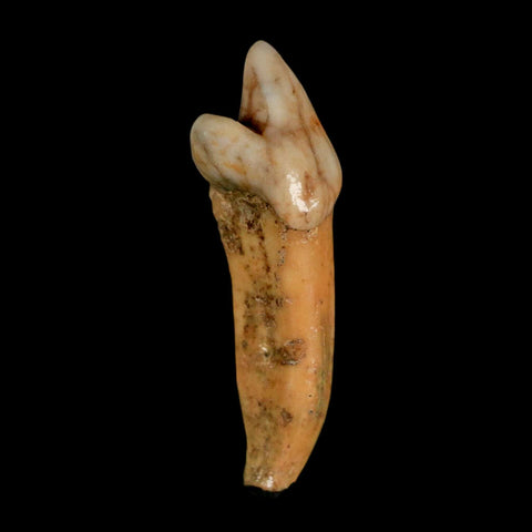 1.8" Extinct Cave Bear Ursus Spelaeus Incisor Tooth Rooted Pleistocene Age COA, Stand