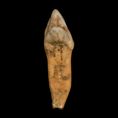 1.8" Extinct Cave Bear Ursus Spelaeus Incisor Tooth Rooted Pleistocene Age COA, Stand