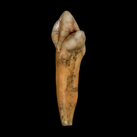 1.8" Extinct Cave Bear Ursus Spelaeus Incisor Tooth Rooted Pleistocene Age COA, Stand