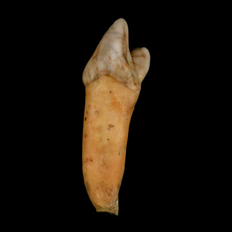 1.8" Extinct Cave Bear Ursus Spelaeus Incisor Tooth Rooted Pleistocene Age COA, Stand