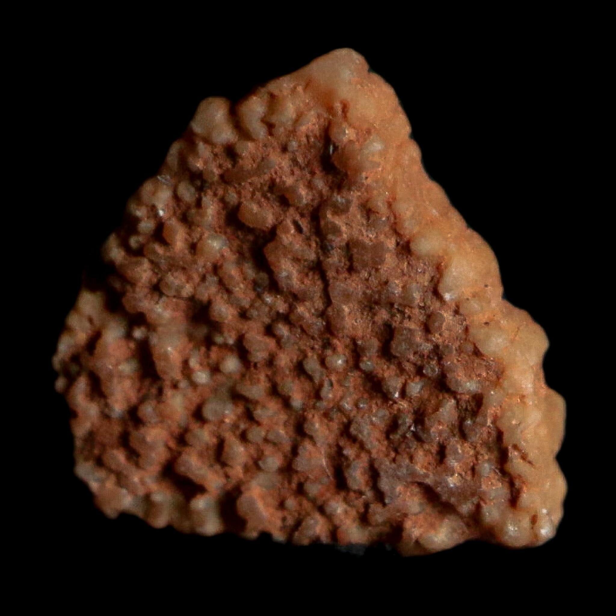 0.3" Megaloolithus Titanosaur Dinosaur Fossil Egg Shell Bouches Du Rhone France Display - Fossil Age Minerals