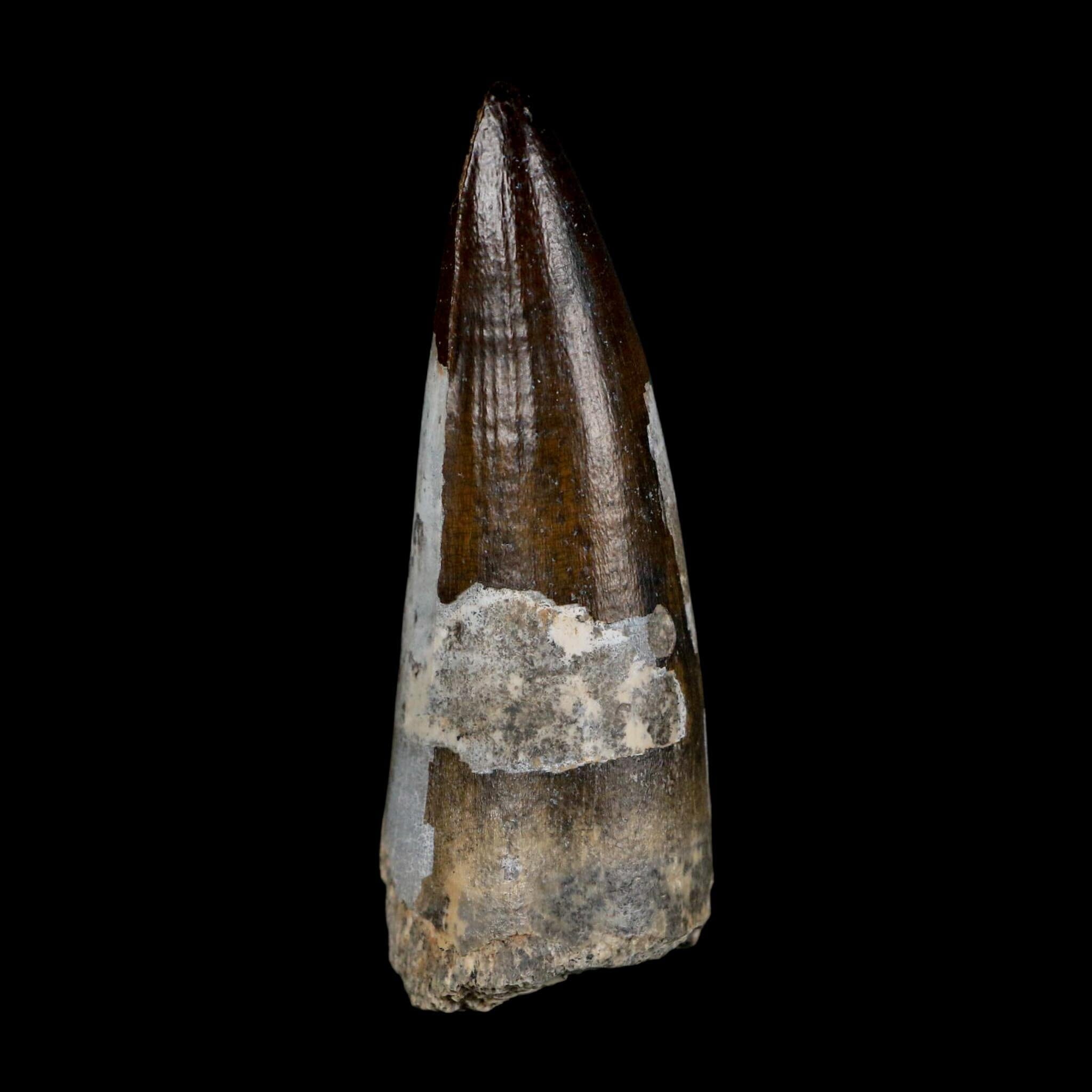 2.5" Sarcosuchus Imperator Crocodile Fossil Tooth Elrhaz FM Cretaceous Niger COA - Fossil Age Minerals