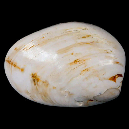 2.8" Clam Fossil Polished Jurassic Madagascar Bivalve Mollusk 150 Million Years Old