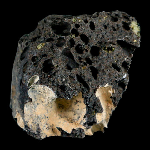 2.3" Emerald Peridot Crystals, Chrome Diopside And Spinel On Volcanic Rock Gila, AZ - Fossil Age Minerals