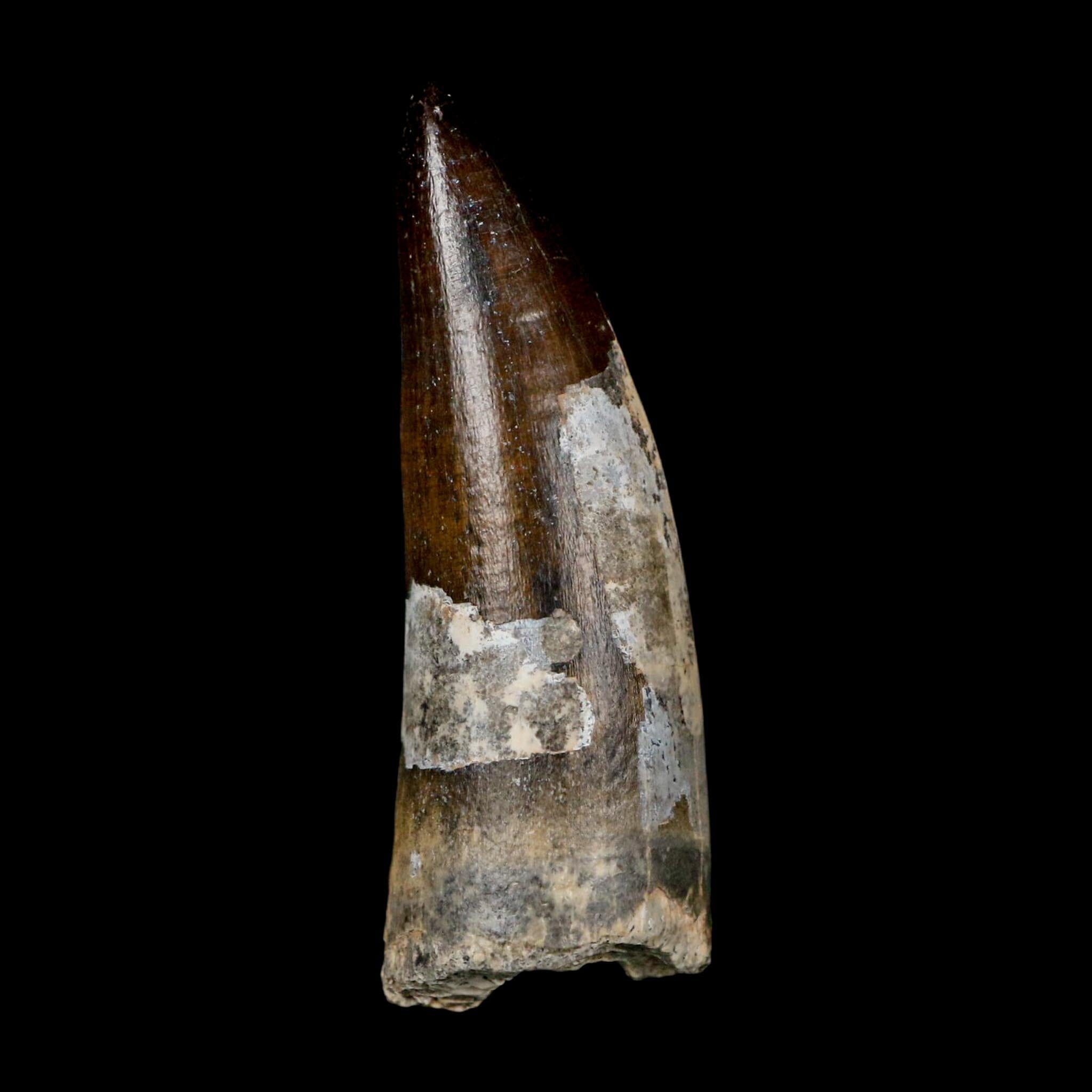 2.5" Sarcosuchus Imperator Crocodile Fossil Tooth Elrhaz FM Cretaceous Niger COA - Fossil Age Minerals