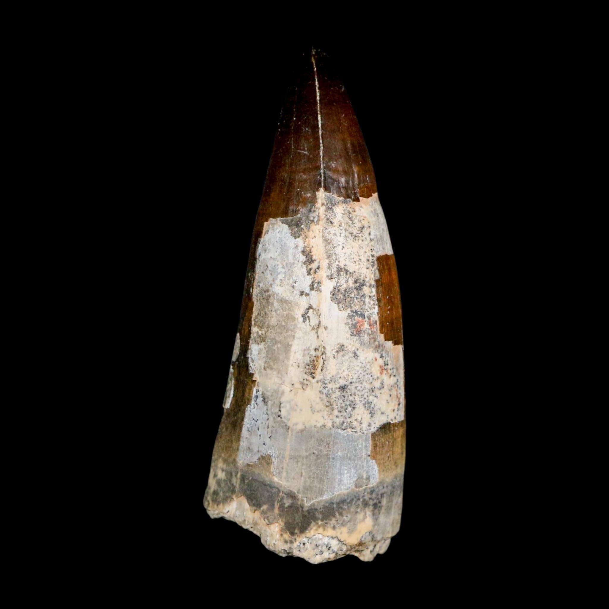 2.5" Sarcosuchus Imperator Crocodile Fossil Tooth Elrhaz FM Cretaceous Niger COA - Fossil Age Minerals