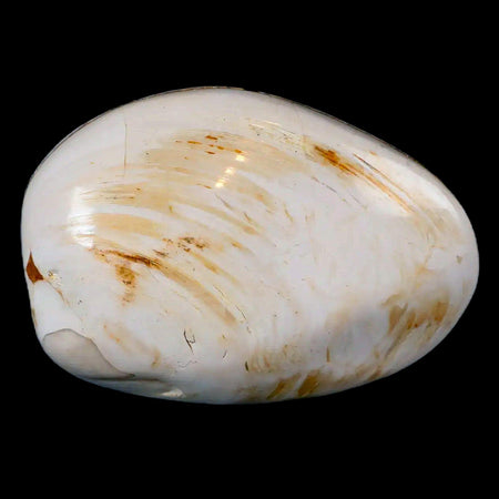 2.8" Clam Fossil Polished Jurassic Madagascar Bivalve Mollusk 150 Million Years Old