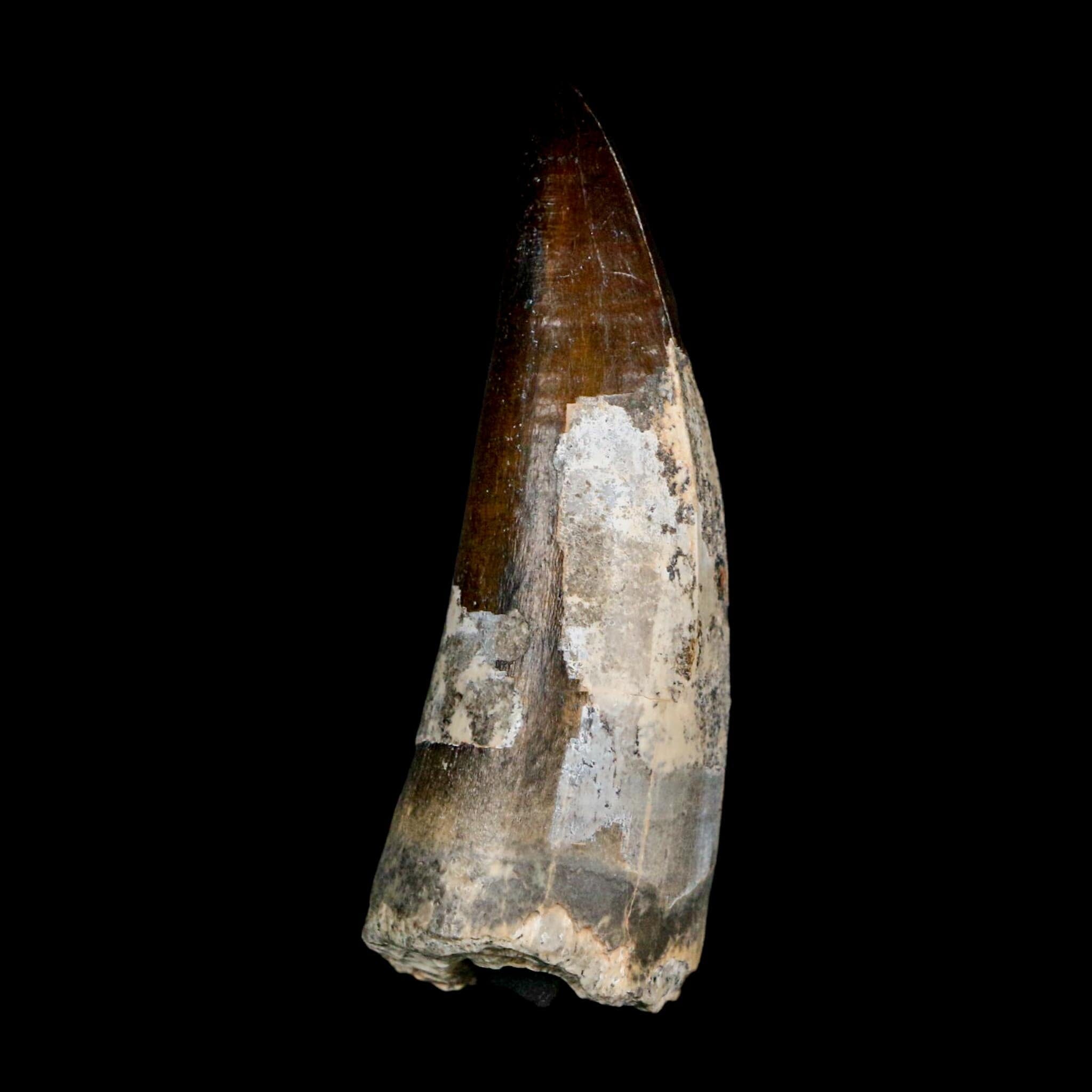 2.5" Sarcosuchus Imperator Crocodile Fossil Tooth Elrhaz FM Cretaceous Niger COA - Fossil Age Minerals