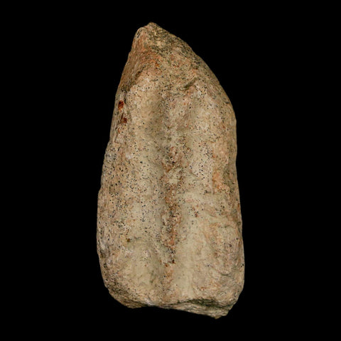 2.3" Triceratops Fossil Jaw Maxilla Bone Lance Creek FM Cretaceous Dinosaur WY COA - Fossil Age Minerals