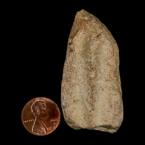 2.3" Triceratops Fossil Jaw Maxilla Bone Lance Creek FM Cretaceous Dinosaur WY COA - Fossil Age Minerals