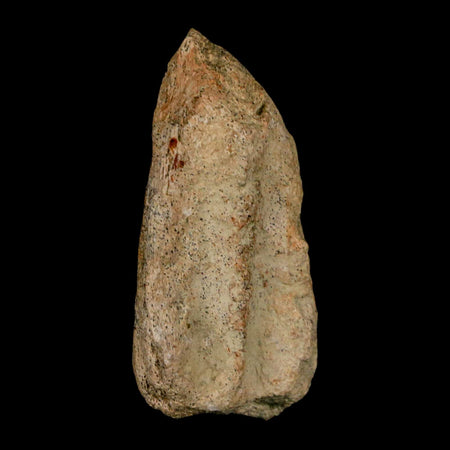 2.3" Triceratops Fossil Jaw Maxilla Bone Lance Creek FM Cretaceous Dinosaur WY COA