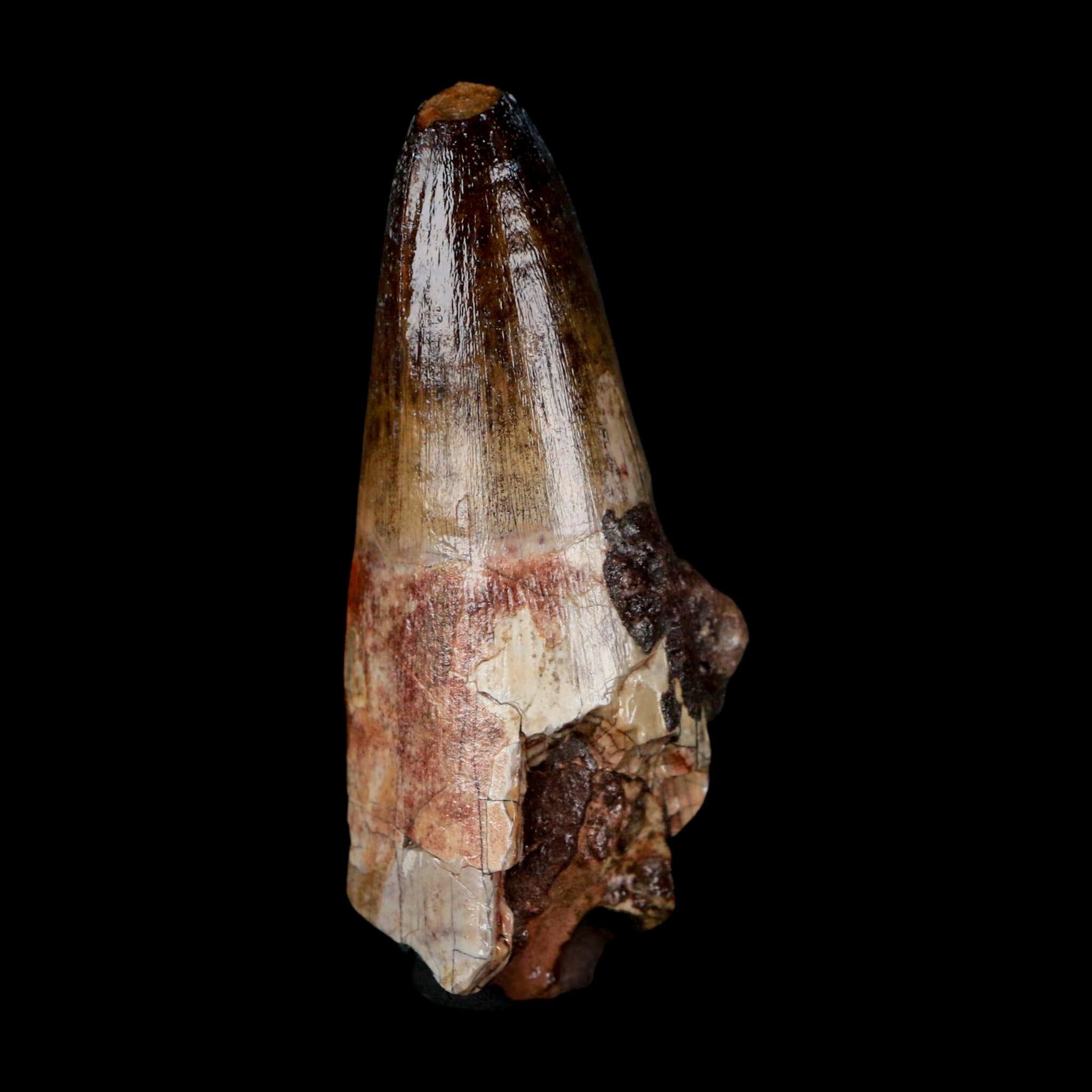 2.5" Sarcosuchus Imperator Crocodile Fossil Tooth Elrhaz FM Cretaceous Niger COA - Fossil Age Minerals