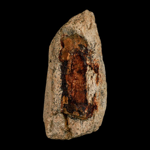 2.3" Triceratops Fossil Jaw Maxilla Bone Lance Creek FM Cretaceous Dinosaur WY COA - Fossil Age Minerals