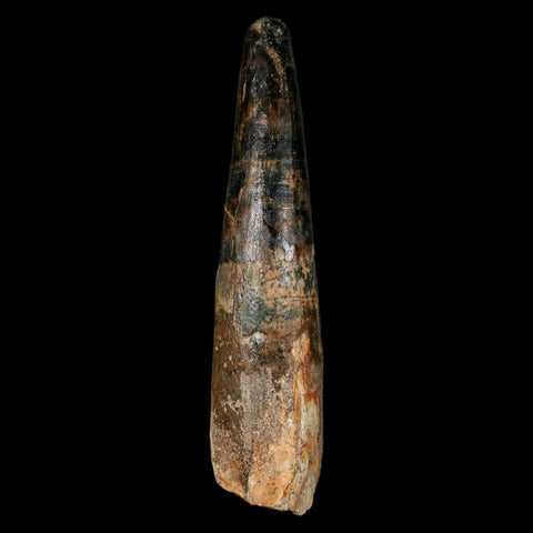 XL 3.4" Spinosaurus Fossil Tooth 100 Million Years Old Cretaceous Dinosaur COA - Fossil Age Minerals
