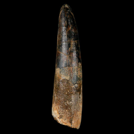 XL 3.4" Spinosaurus Fossil Tooth 100 Million Years Old Cretaceous Dinosaur COA