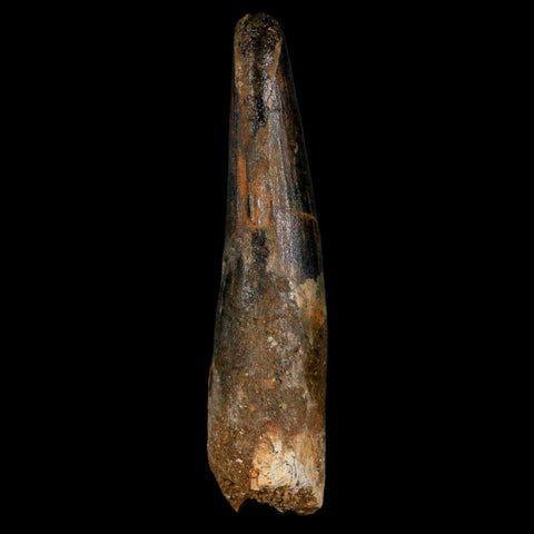 XL 3.4" Spinosaurus Fossil Tooth 100 Million Years Old Cretaceous Dinosaur COA - Fossil Age Minerals