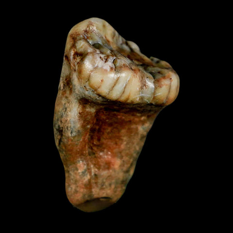 1.5" Extinct Cave Bear Ursus Spelaeus Pre-Molar Tooth Rooted Pleistocene Age COA