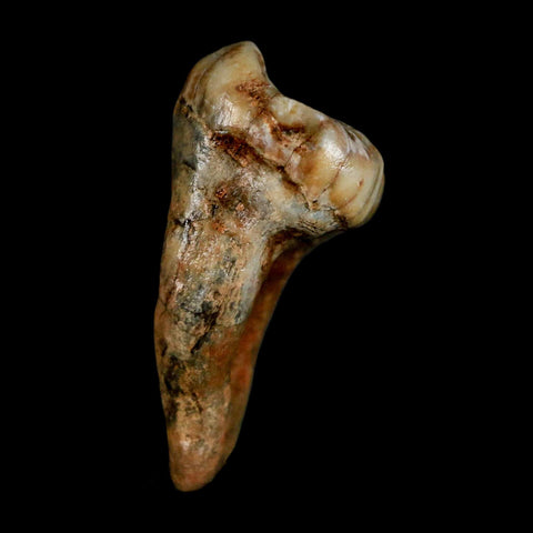 1.5" Extinct Cave Bear Ursus Spelaeus Pre-Molar Tooth Rooted Pleistocene Age COA