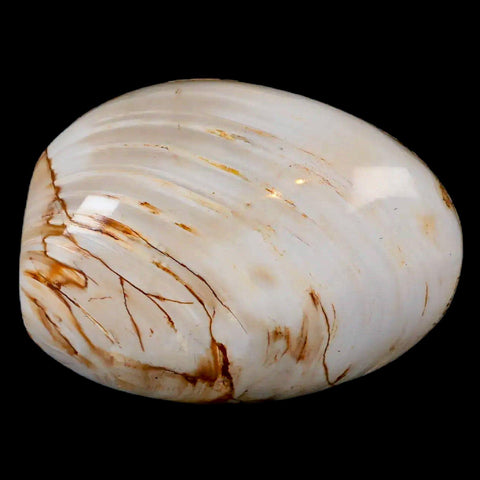 2.6" Clam Fossil Polished Jurassic Madagascar Bivalve Mollusk 150 Million Years Old - Fossil Age Minerals