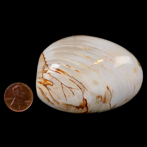 2.6" Clam Fossil Polished Jurassic Madagascar Bivalve Mollusk 150 Million Years Old - Fossil Age Minerals