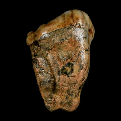 1.5" Extinct Cave Bear Ursus Spelaeus Pre-Molar Tooth Rooted Pleistocene Age COA