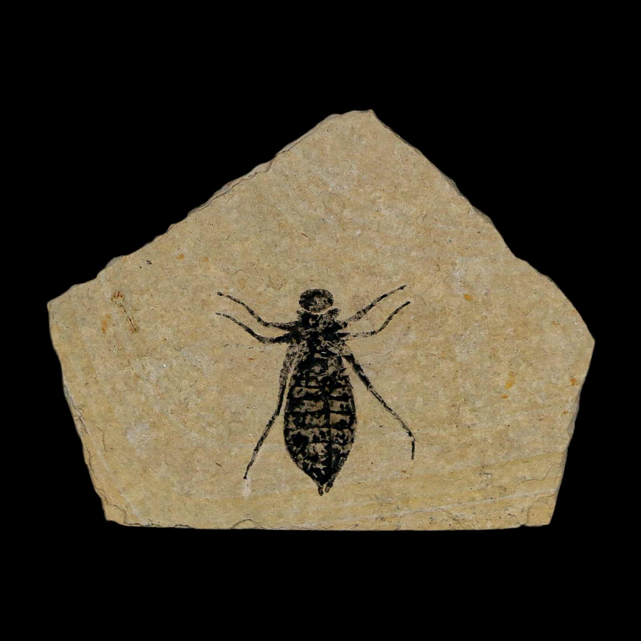 0.8" Dragonfly Larvae Fossil Libellula Doris Plate Upper Miocene Piedmont Italy Display - Fossil Age Minerals