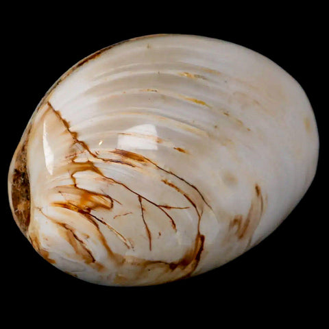 2.6" Clam Fossil Polished Jurassic Madagascar Bivalve Mollusk 150 Million Years Old - Fossil Age Minerals