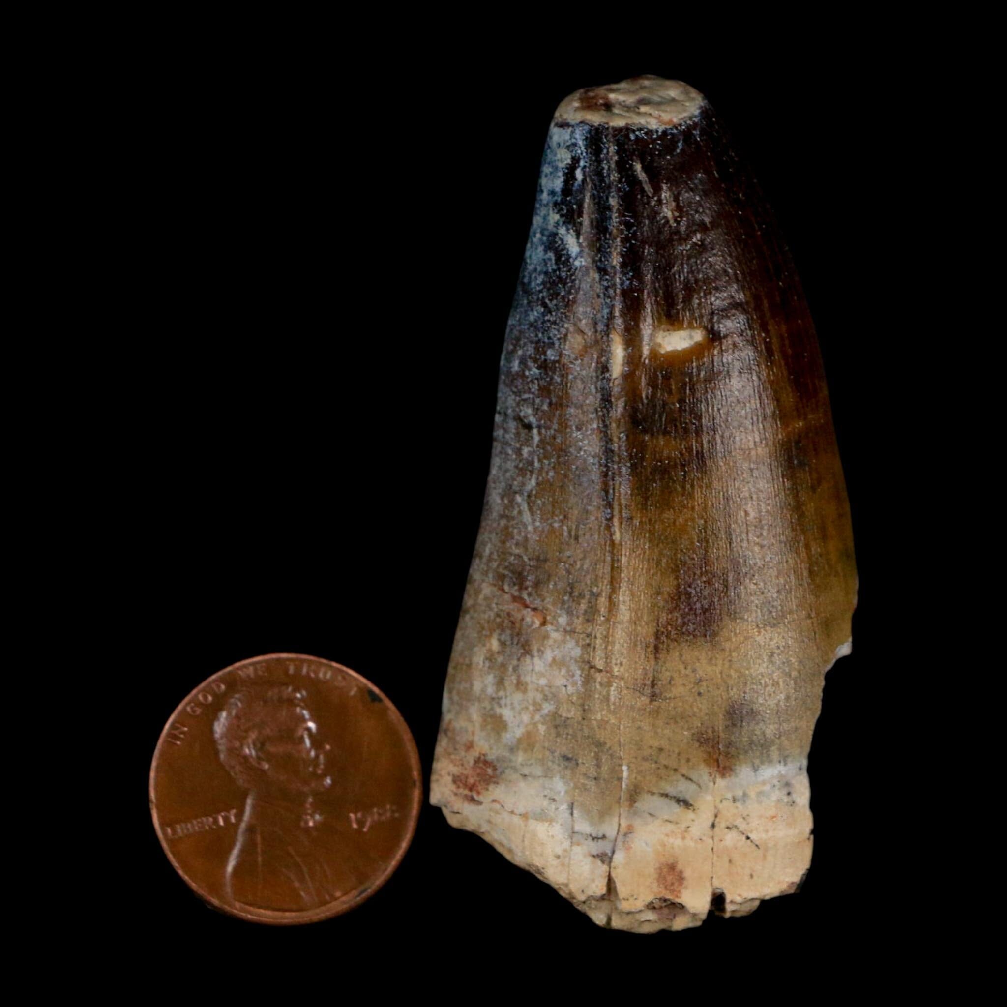 2.3" Sarcosuchus Imperator Crocodile Fossil Tooth Elrhaz FM Cretaceous Niger COA - Fossil Age Minerals