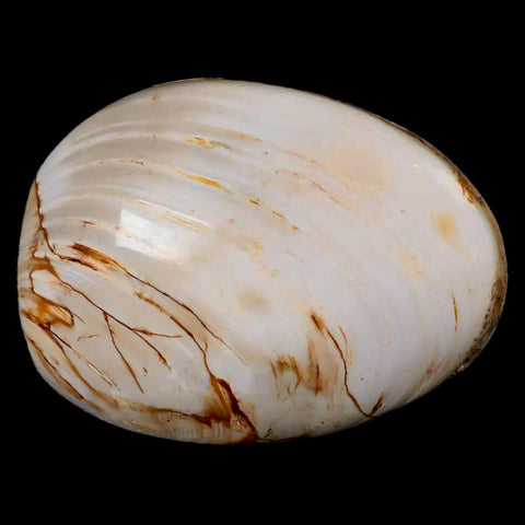 2.6" Clam Fossil Polished Jurassic Madagascar Bivalve Mollusk 150 Million Years Old - Fossil Age Minerals