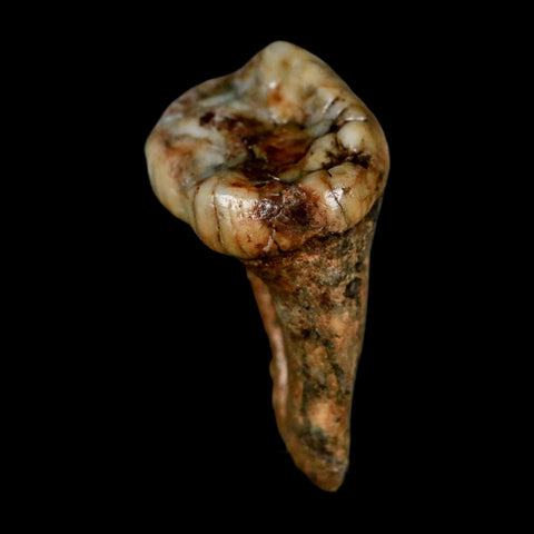 1.5" Extinct Cave Bear Ursus Spelaeus Pre-Molar Tooth Rooted Pleistocene Age COA