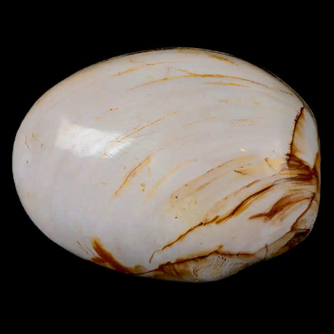2.6" Clam Fossil Polished Jurassic Madagascar Bivalve Mollusk 150 Million Years Old - Fossil Age Minerals