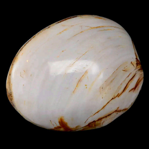 2.6" Clam Fossil Polished Jurassic Madagascar Bivalve Mollusk 150 Million Years Old - Fossil Age Minerals