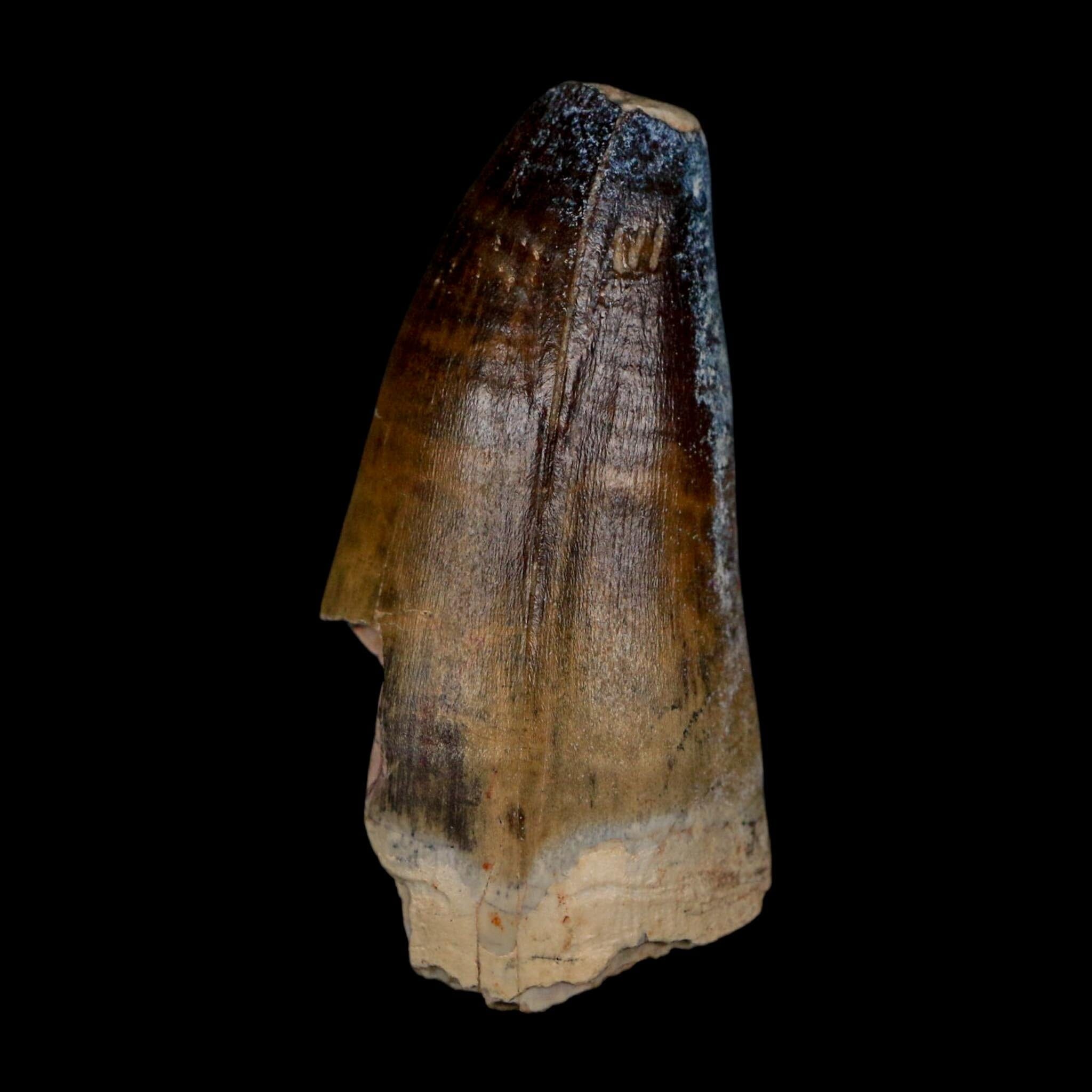 2.3" Sarcosuchus Imperator Crocodile Fossil Tooth Elrhaz FM Cretaceous Niger COA - Fossil Age Minerals