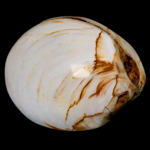 2.6" Clam Fossil Polished Jurassic Madagascar Bivalve Mollusk 150 Million Years Old - Fossil Age Minerals