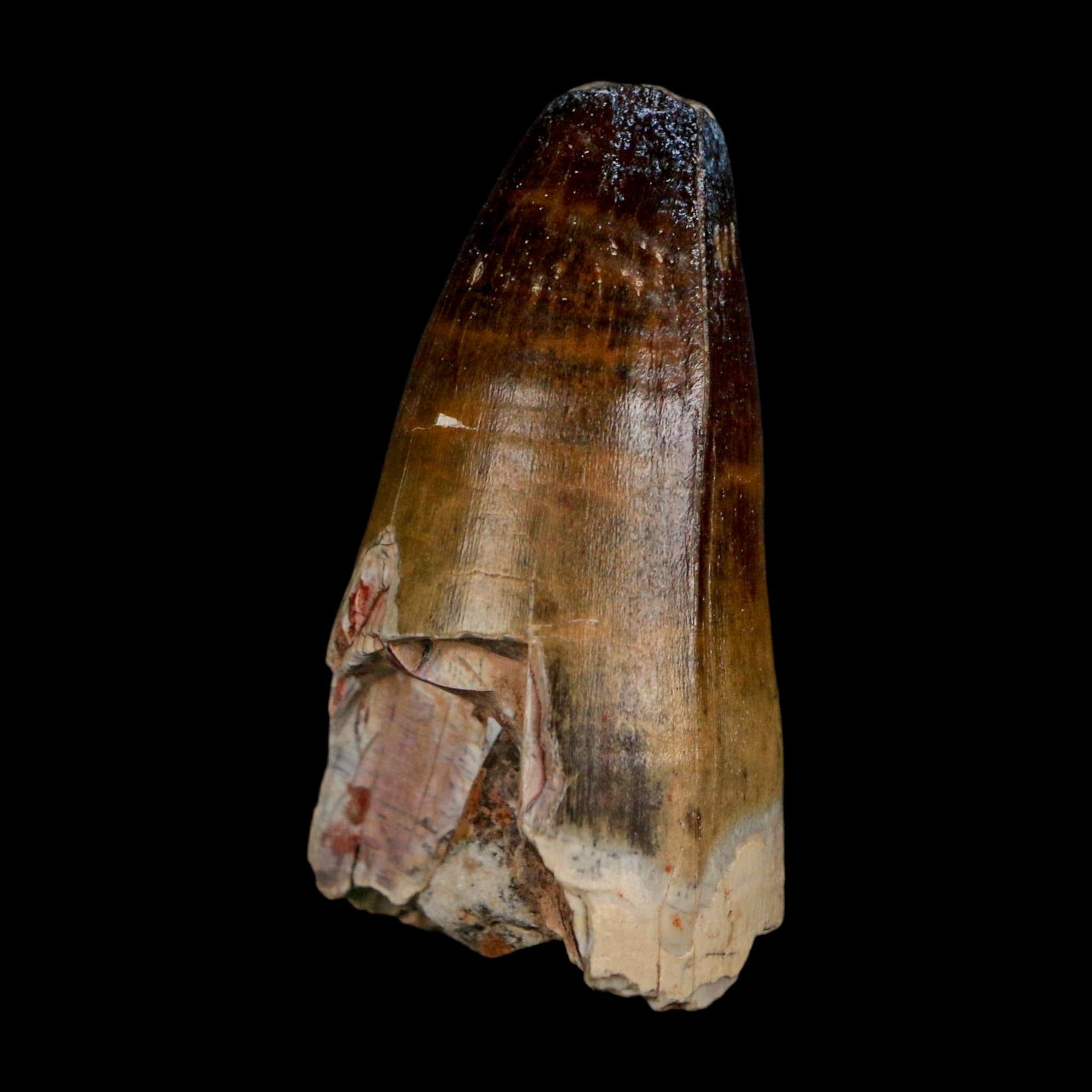 2.3" Sarcosuchus Imperator Crocodile Fossil Tooth Elrhaz FM Cretaceous Niger COA - Fossil Age Minerals