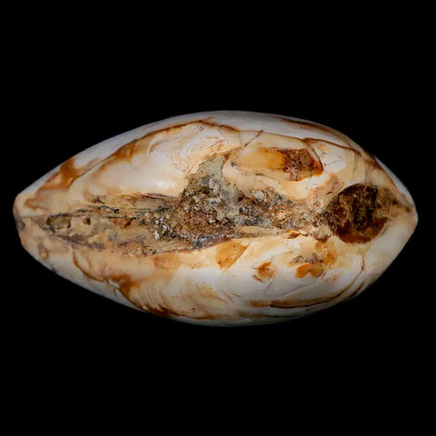 2.6" Clam Fossil Polished Jurassic Madagascar Bivalve Mollusk 150 Million Years Old - Fossil Age Minerals