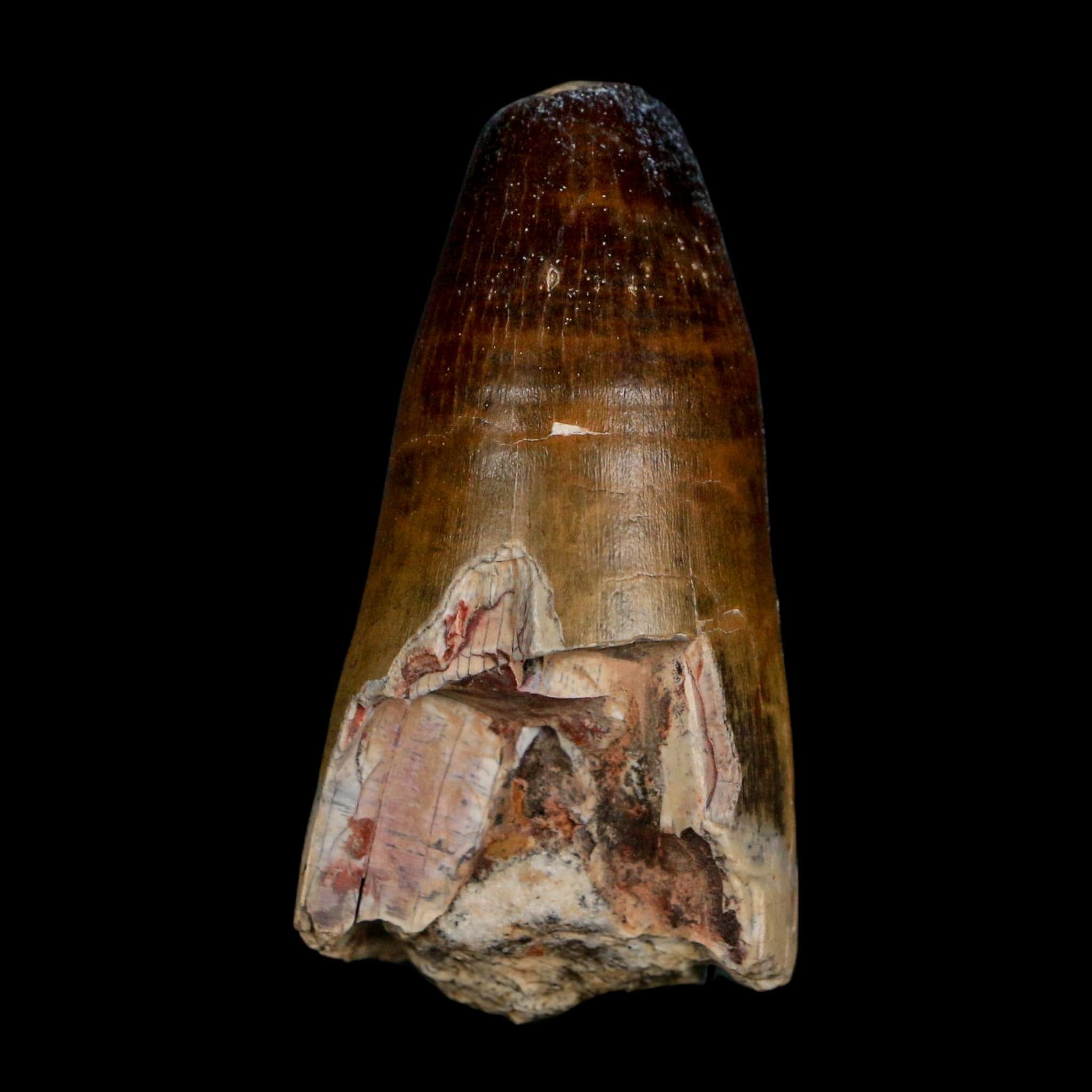 2.3" Sarcosuchus Imperator Crocodile Fossil Tooth Elrhaz FM Cretaceous Niger COA - Fossil Age Minerals