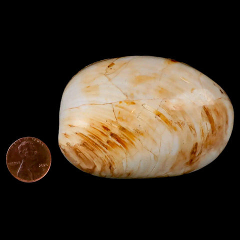 2.7" Clam Fossil Polished Jurassic Madagascar Bivalve Mollusk 150 Million Years Old - Fossil Age Minerals