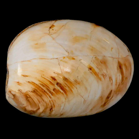 2.7" Clam Fossil Polished Jurassic Madagascar Bivalve Mollusk 150 Million Years Old - Fossil Age Minerals
