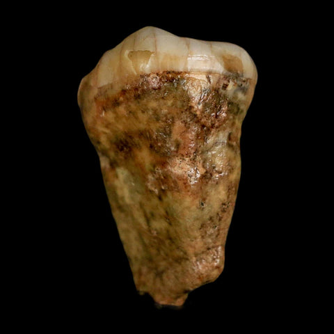 1.4" Extinct Cave Bear Ursus Spelaeus Pre-Molar Tooth Rooted Pleistocene Age COA